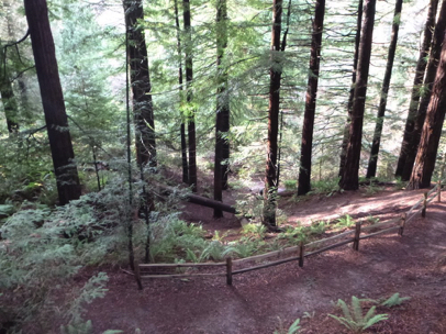 View of the Redwood Trail from the Redwood platform